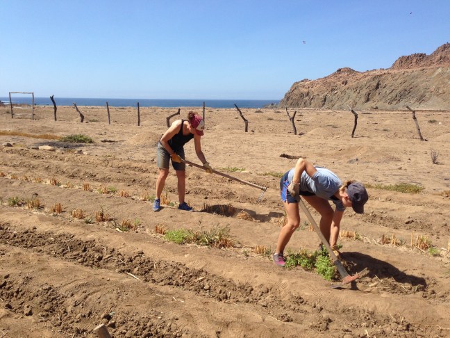 Clearing the field to make way for new crops. Tilling with a view.