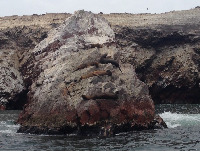 Islas Ballestas: Sea Lions, birds, and lots of very valuable bird shit. Not sure about the Galapagos comparison but worth seeing.
