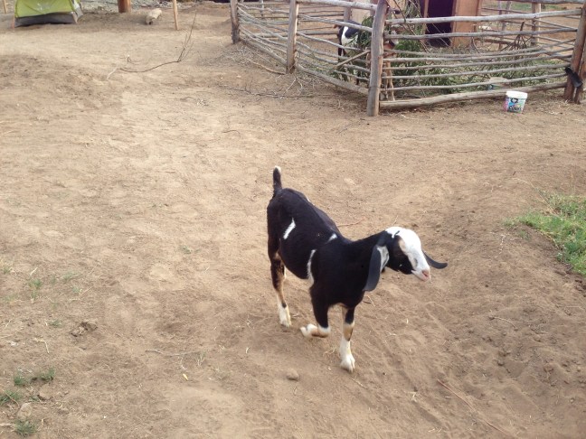 We all named him "Stu" to make it easier, but we still got attached to this very affectionate, delicious little goat.