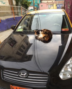 That's not a tabby cat, that's a CABBY cat! See what I did there?