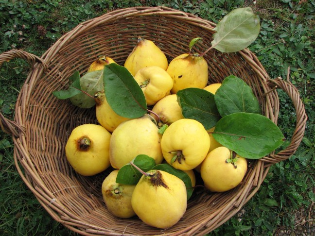 "Creative Commons Quinces from my garden" by jespahjoy is licensed under CC BY 2.0